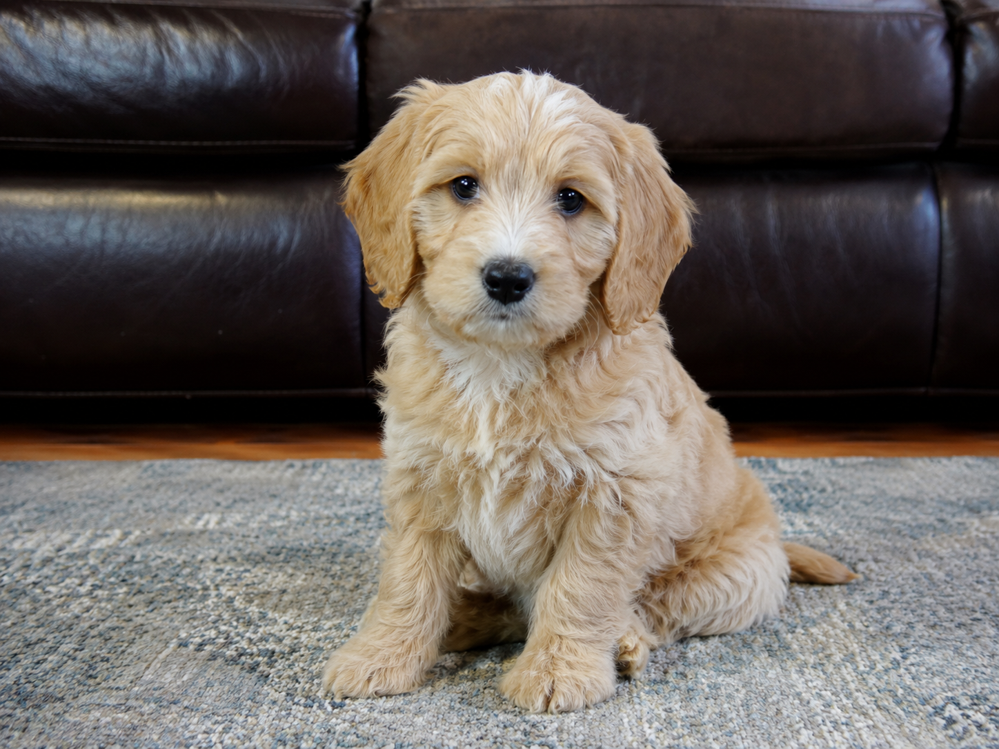 Healthy Home Raised Puppy